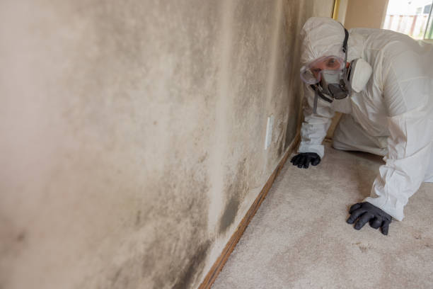 Why You Should Choose Our Mold Remediation Services in Lake Kiowa, TX